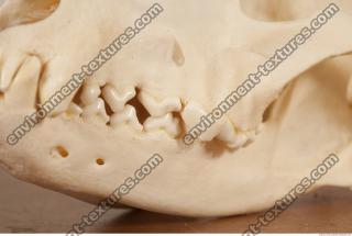photo reference of skull 0020